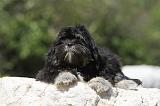 LHASSA APSO 033